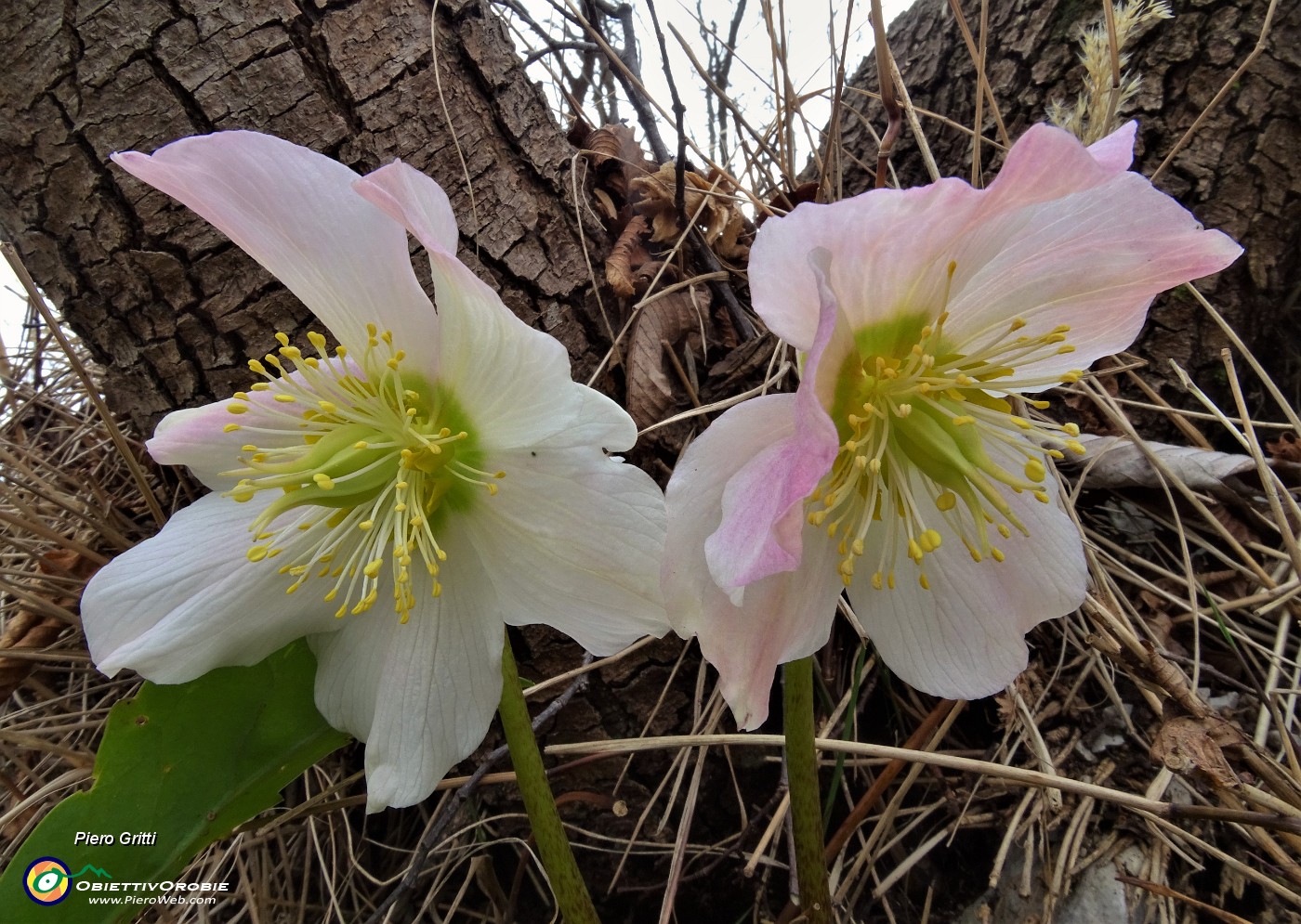 50 Rose di Natale - Ellebori - (Helleborus niger).JPG